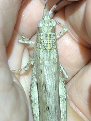 Adreppus