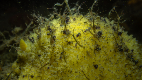 Monterey Dorid, Santa Cruz Harbor Path, Santa Cruz, CA, US, photo 8 of 10