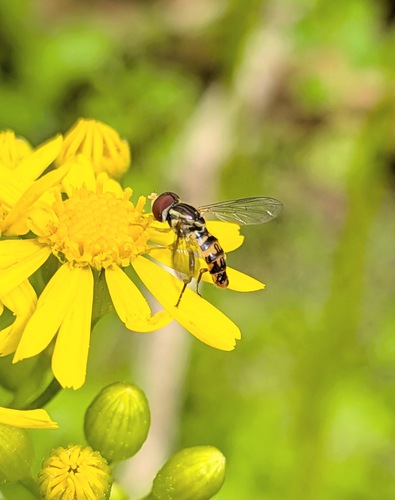 Unknown species found near Blount County, AL, USA