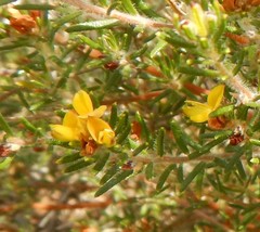 Phyllota remota