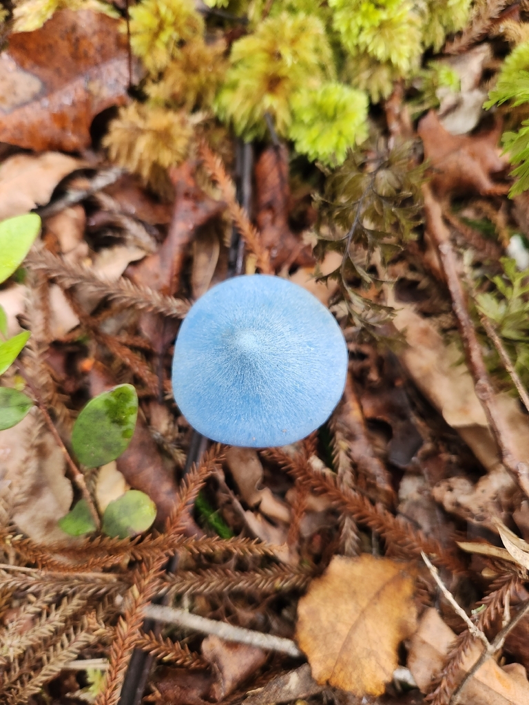 Entoloma hochstetteri · March 2026 · photo: © archie_tarn (iNaturalist, cc-by)