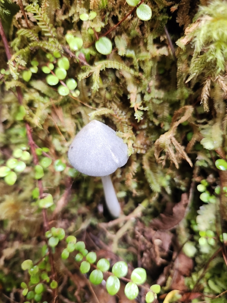 Entoloma canoconicum · March 2026 · photo: © archie_tarn (iNaturalist, cc-by)