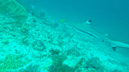 Carcharhinus melanopterus