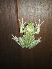 Ranoidea cyclorhynchus