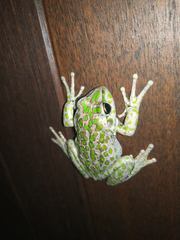 Ranoidea cyclorhynchus