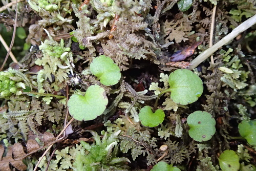Ourisia modesta, photograph 4