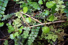 Ourisia modesta, photograph (c) Lorraine Cook, some rights reserved (CC BY)