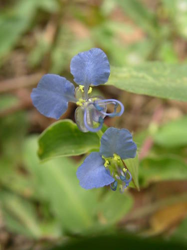 Commelina forskaolii image