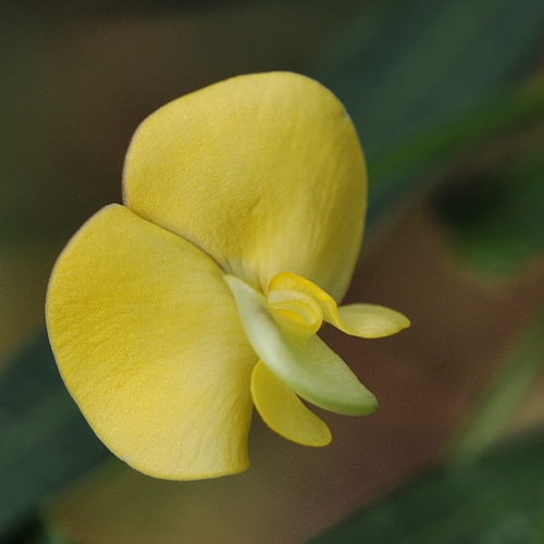 Maloga bean (Vigna lanceolata)
