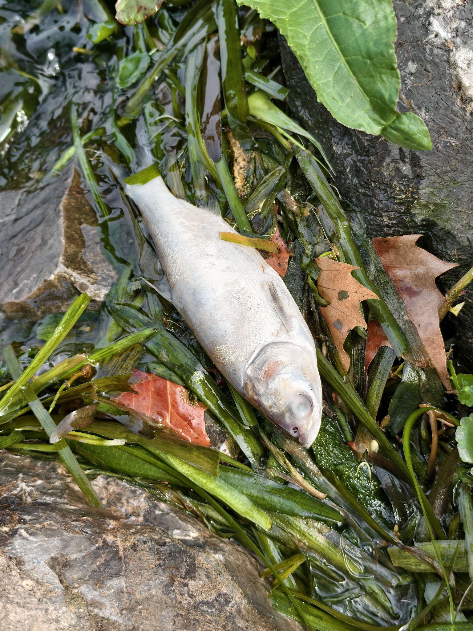 Silver carp (Hypophthalmichthys molitrix (Valenciennes, 1844))
