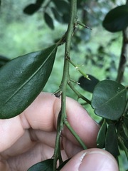 Citrus australis