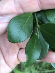 Citrus australis