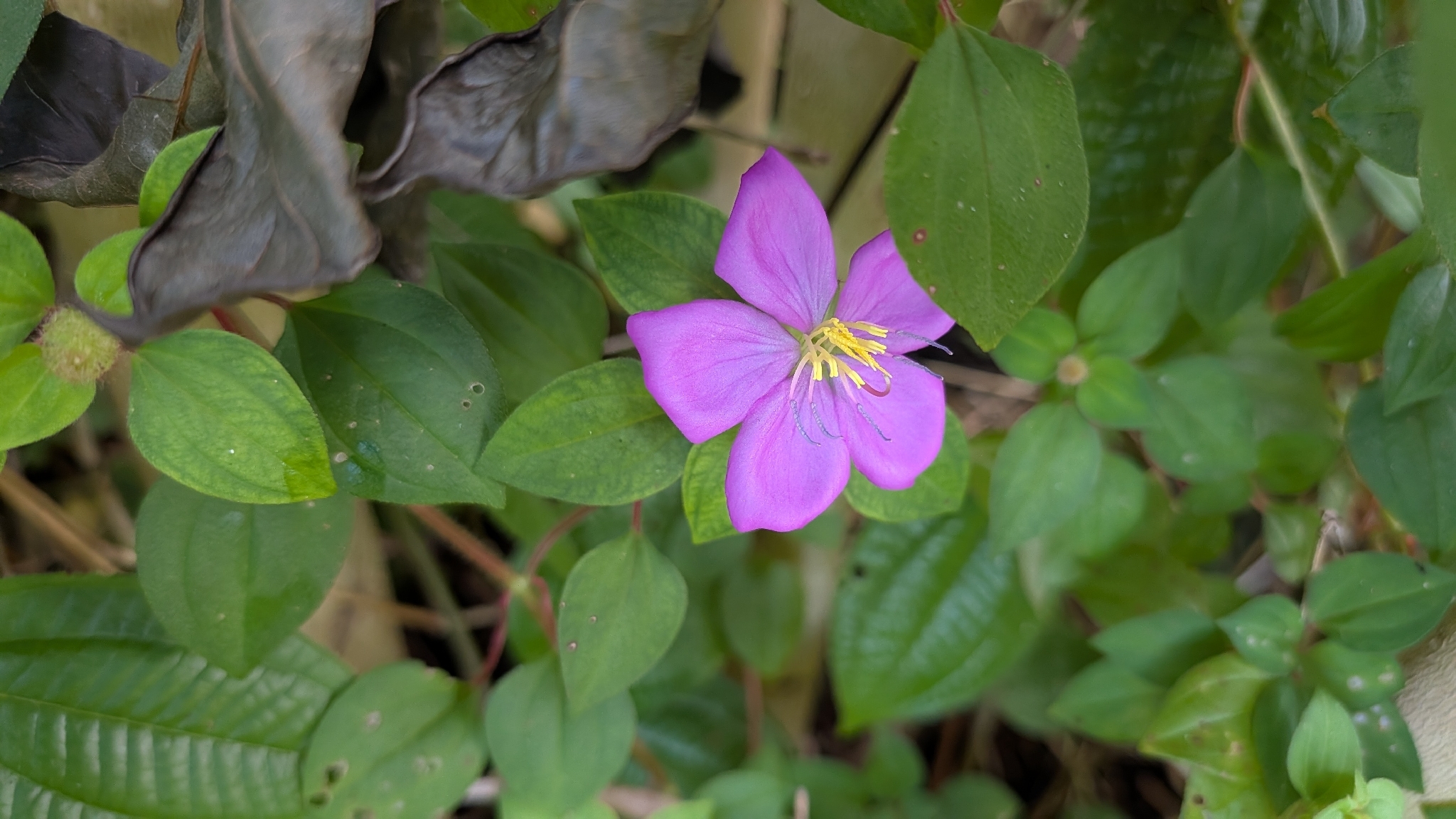 Heterotis Rotundifolia (Heterotis rotundifolia)