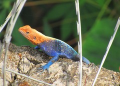 Agama lebretoni