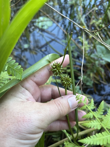 Sparganium subglobosum iNat (2)