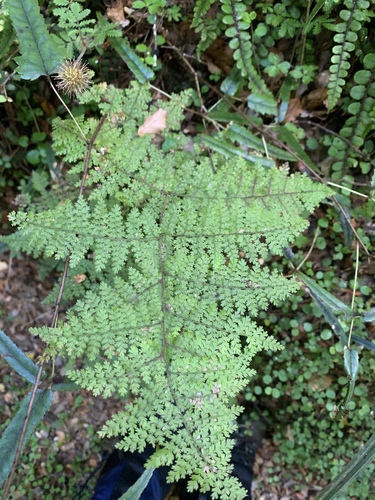 Thousand Leaved Fern (Hypolepis millefolium)