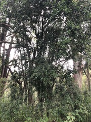 Citrus australis