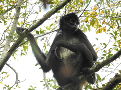 Ateles geoffroyi vellerosus