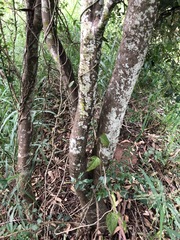 Citrus australis
