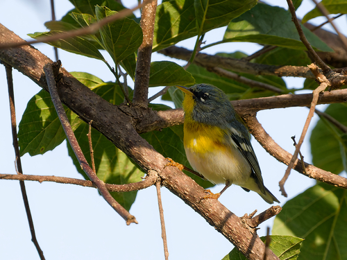 Northern Parula