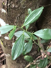 Citrus australis