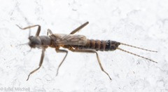 Allocapnia pygmaea