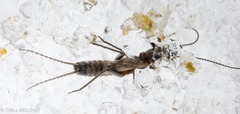 Allocapnia pygmaea
