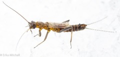 Allocapnia pygmaea