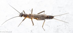 Allocapnia pygmaea