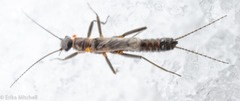 Allocapnia pygmaea