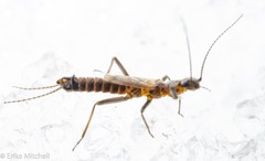 Allocapnia pygmaea