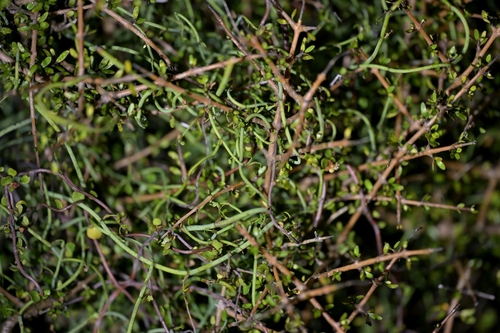 New Zealand aniseed (Scandia geniculata)