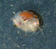 Stenothoidae