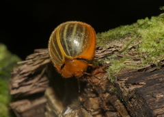 Nilioninae