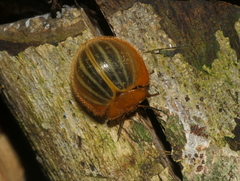 Nilioninae