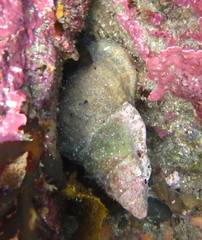 Ranella australasia