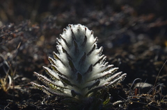Pedicularis alopecuroides