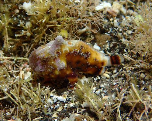 Antennatus tuberosus observed 2025-12-08