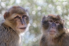 Macaca sylvanus