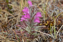 Pedicularis alopecuroides