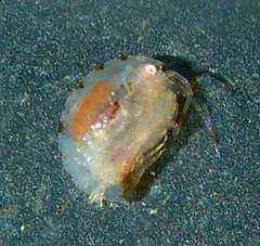 Stenothoidae