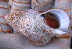 Ranella australasia