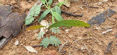 Acacia falcata