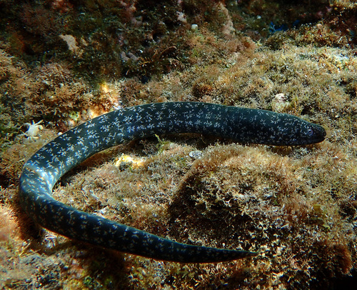 Largehead moray (Uropterygius macrocephalus) — Muraenidae