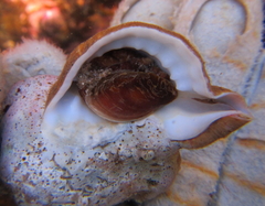 Ranella australasia