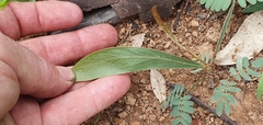 Acacia falcata