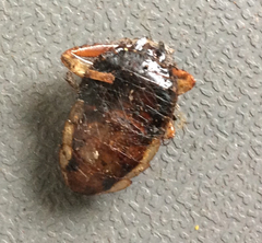 Drymaplaneta semivitta