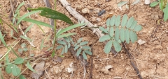 Acacia falcata