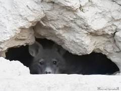 Hyaena hyaena