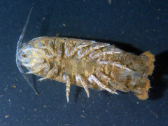 Cirolana harfordi